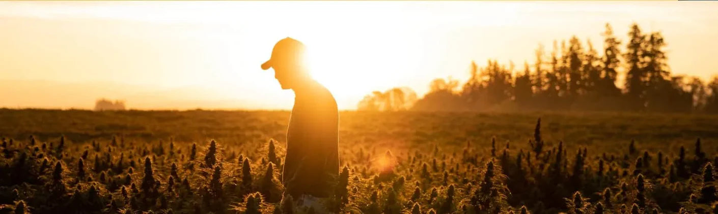 Hemp Questions to Get Started