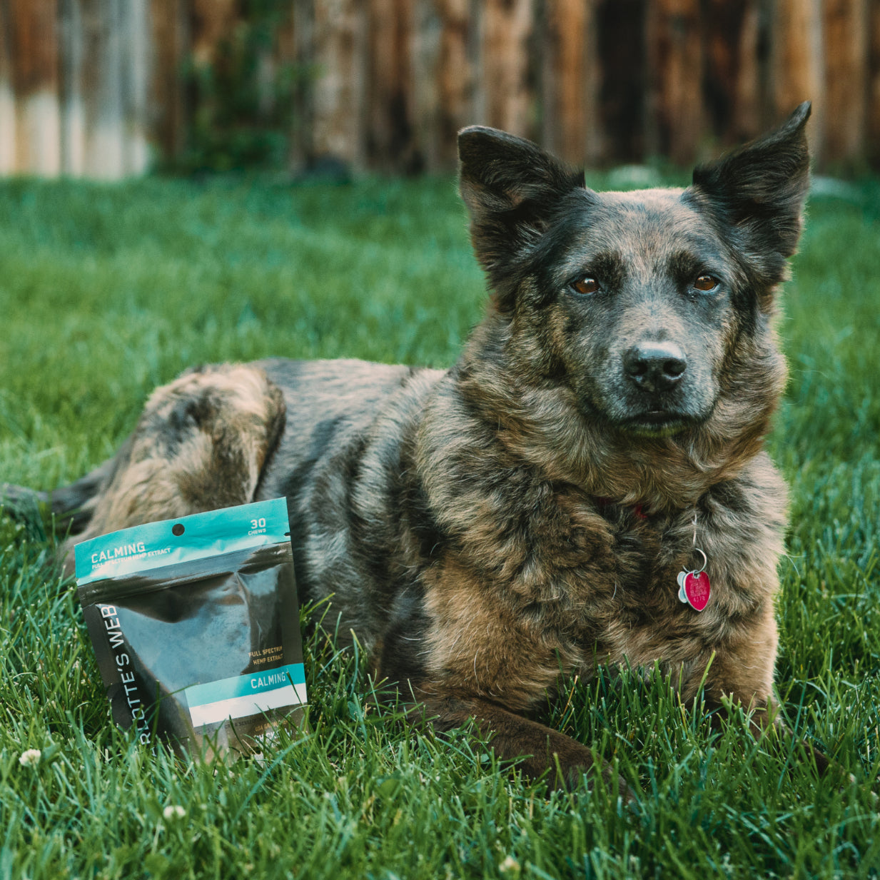 Dog sitting on grass with a pouch of Charlotte's Web Calming Dog Chews