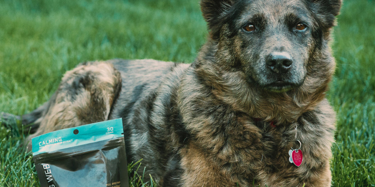 Dog sitting on grass with a pouch of Charlotte's Web Calming Dog Chews