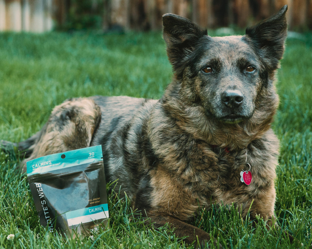 Dog sitting on grass with a pouch of Charlotte's Web Calming Dog Chews
