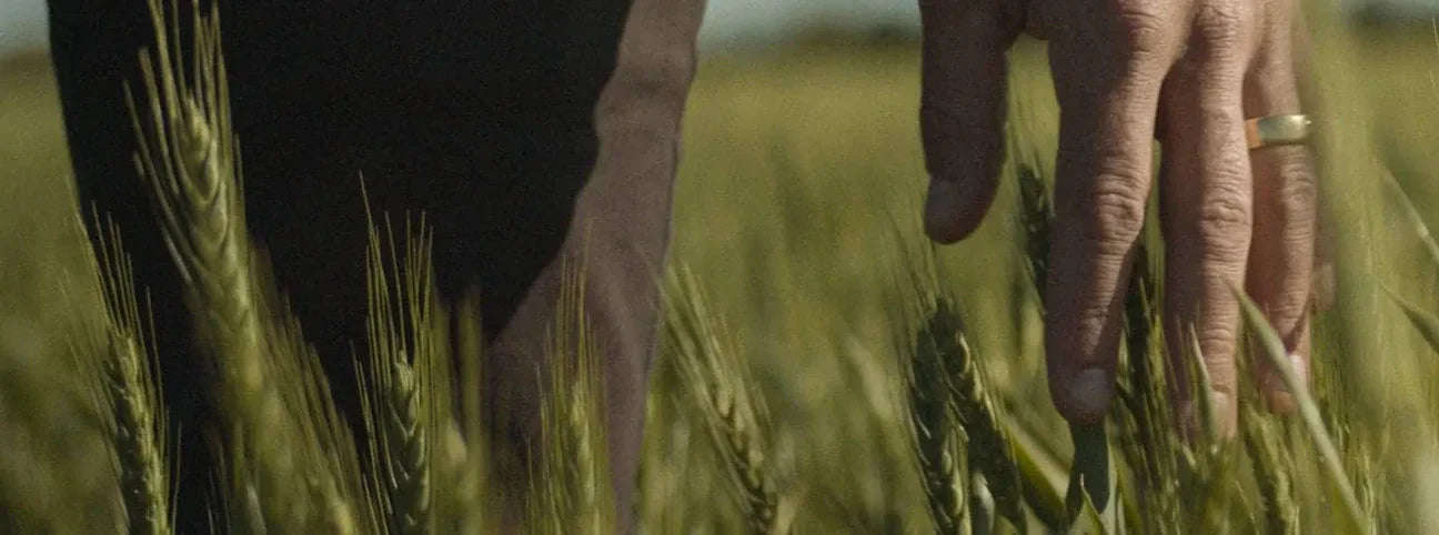 Hand grazing crops in a field.