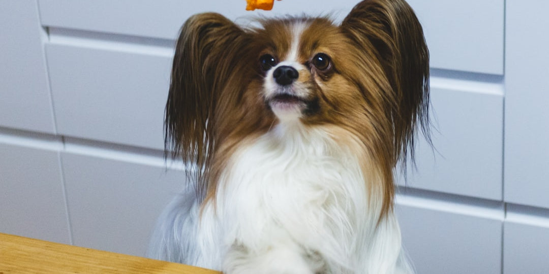 small dog staring at held treat