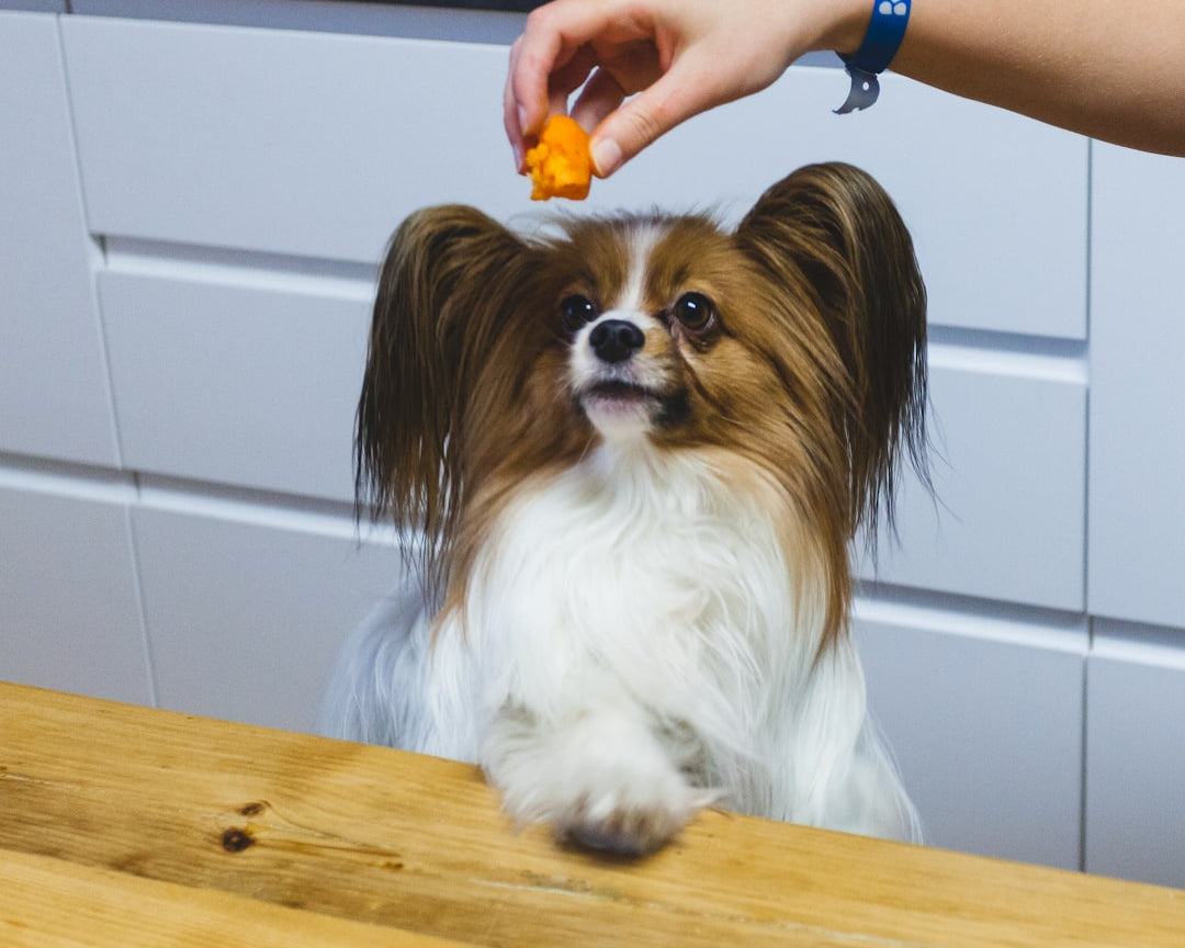 small dog staring at held treat