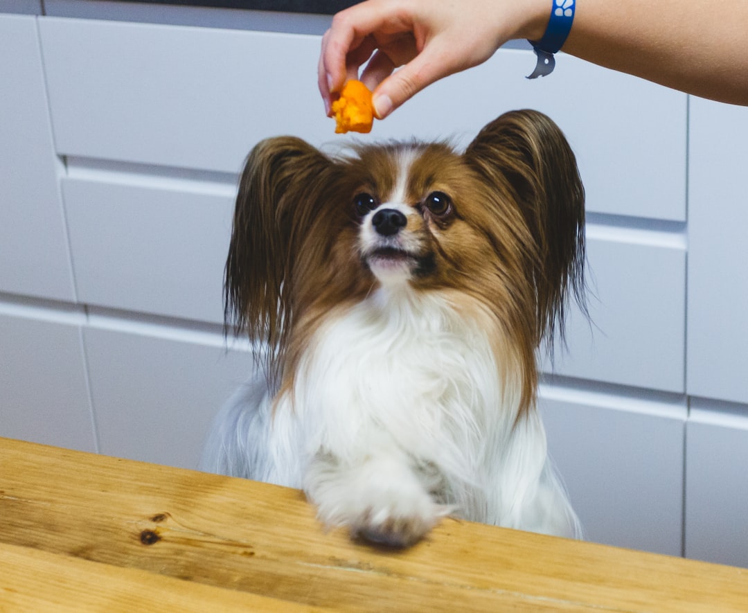 small dog staring at held treat