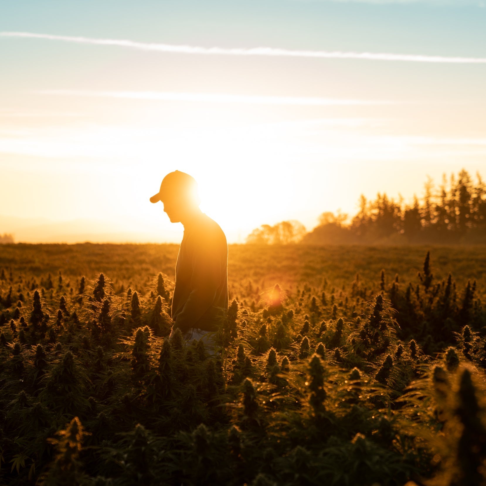 Person standing in a field with sunset or sunrise in the background