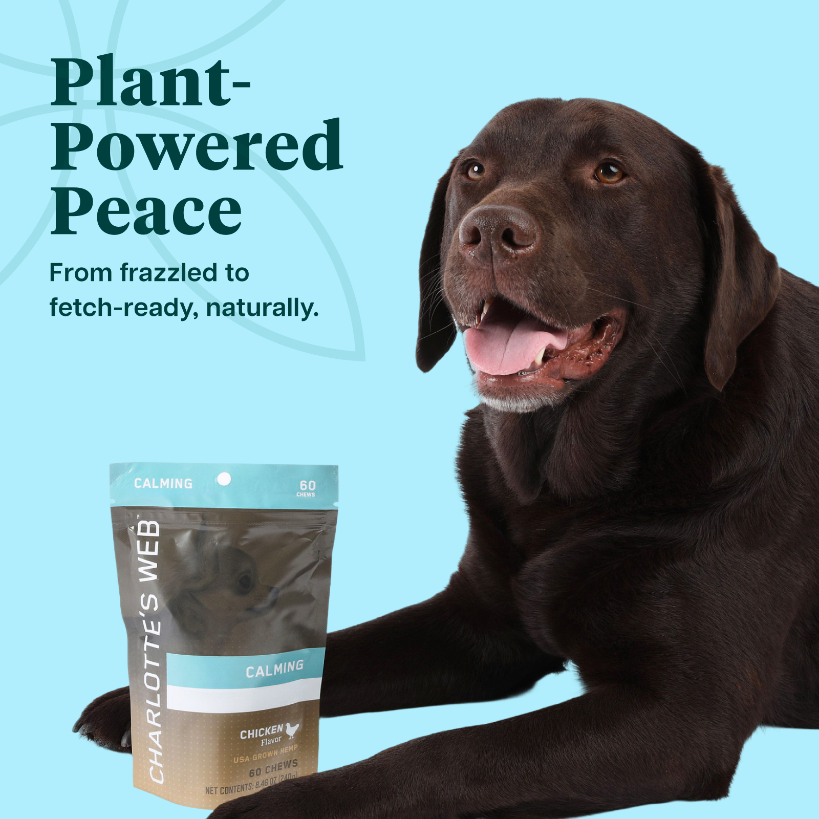 Dog with Charlotte's Web calming supplement packaging on a blue background