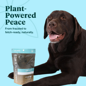 Product Image for Dog with Charlotte&#39;s Web calming supplement packaging on a blue background