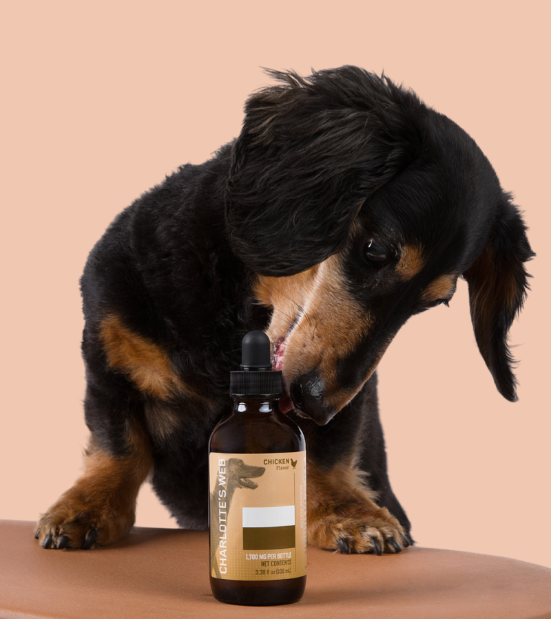 Dachshund dog with a bottle of Chicken Oil on a beige background