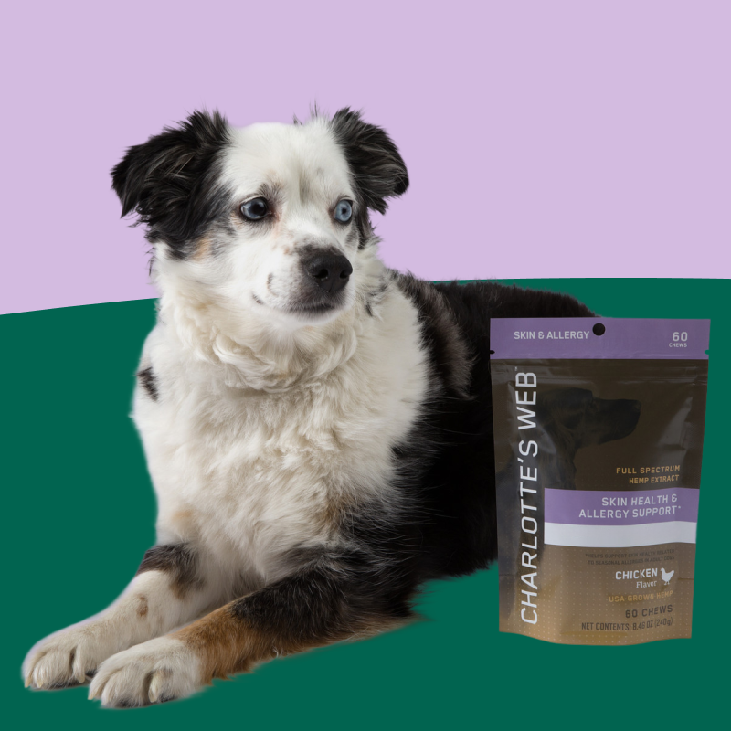 Dog sitting next to a package of Charlotte's Web pet supplement on a green and purple gradient background