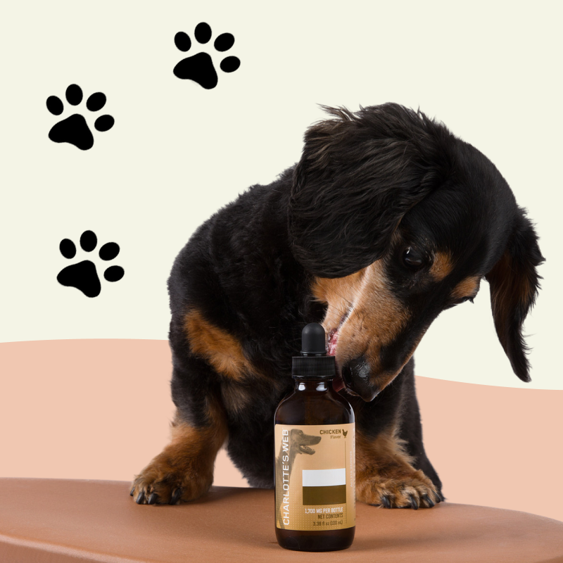 Dog sniffing a bottle of 'Grandpa's Vine' on a beige surface with paw prints.