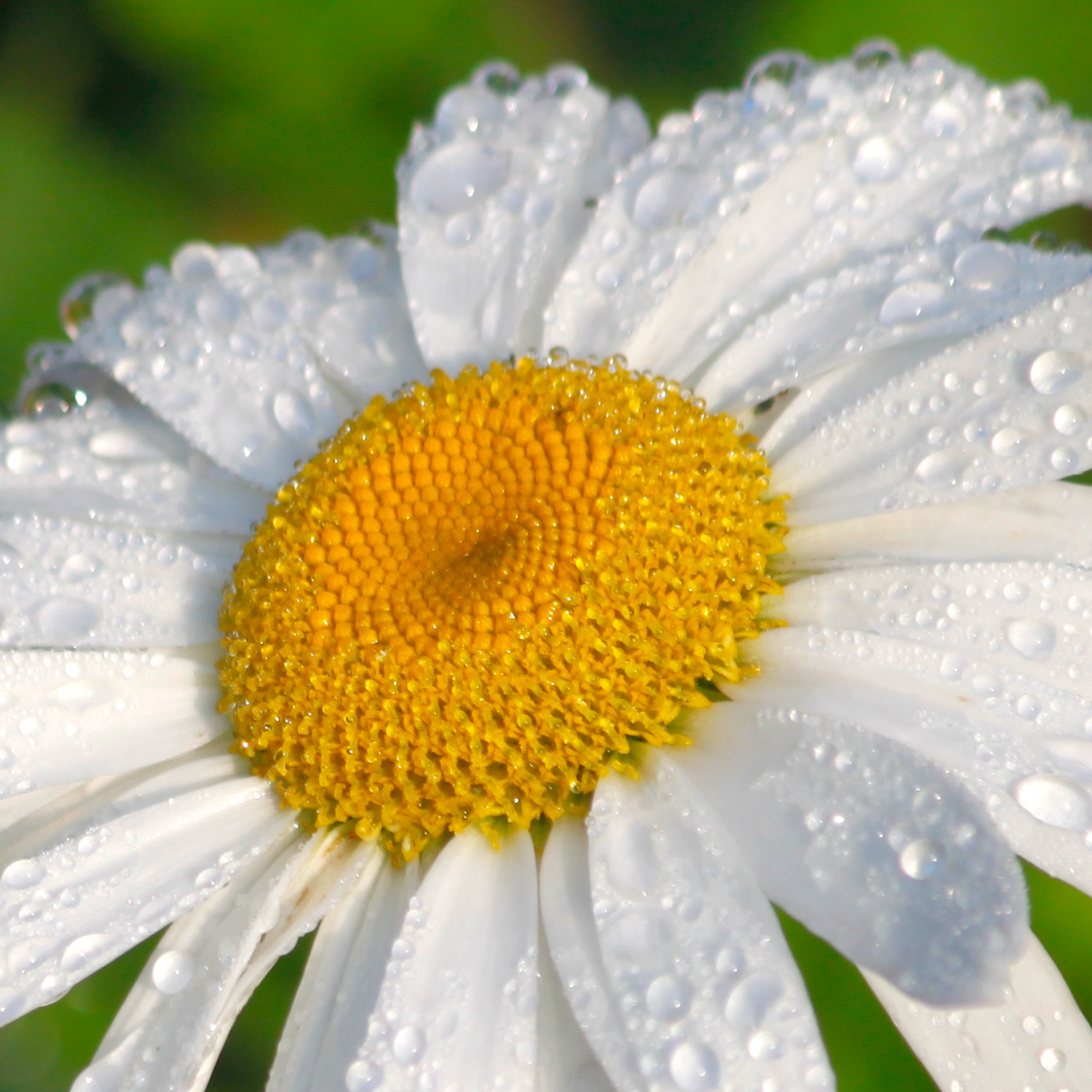 Product Image for White daisy flower with yellow center and water droplets on a blurred green background