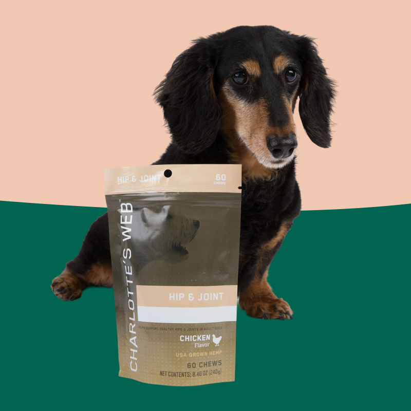 Dog with a package of Charlotte's Web Hip & Joint supplement on a green and pink background