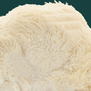 Product Image for Close-up of a ball of uncooked white noodles on a dark green background