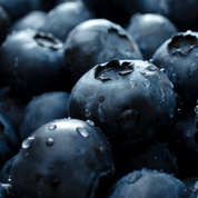 Product Image for Close-up of blueberries with water droplets on a dark background