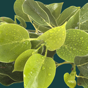 Product Image for Close-up of green leaves with water droplets on a dark background