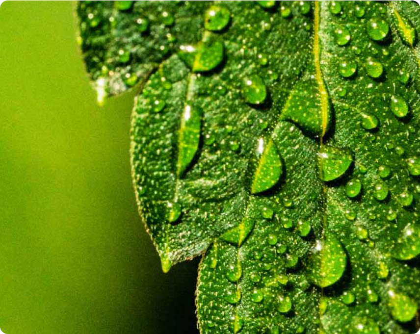 Close-up of a green leaf with water droplets on a blurred green background