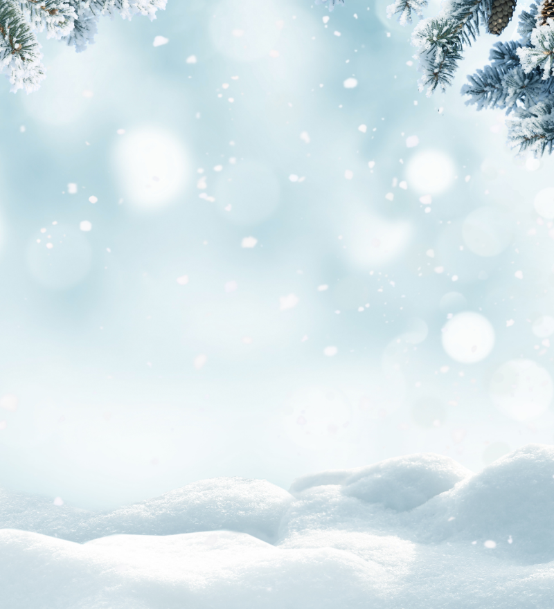 Winter scene with snow-covered ground and pine branches.