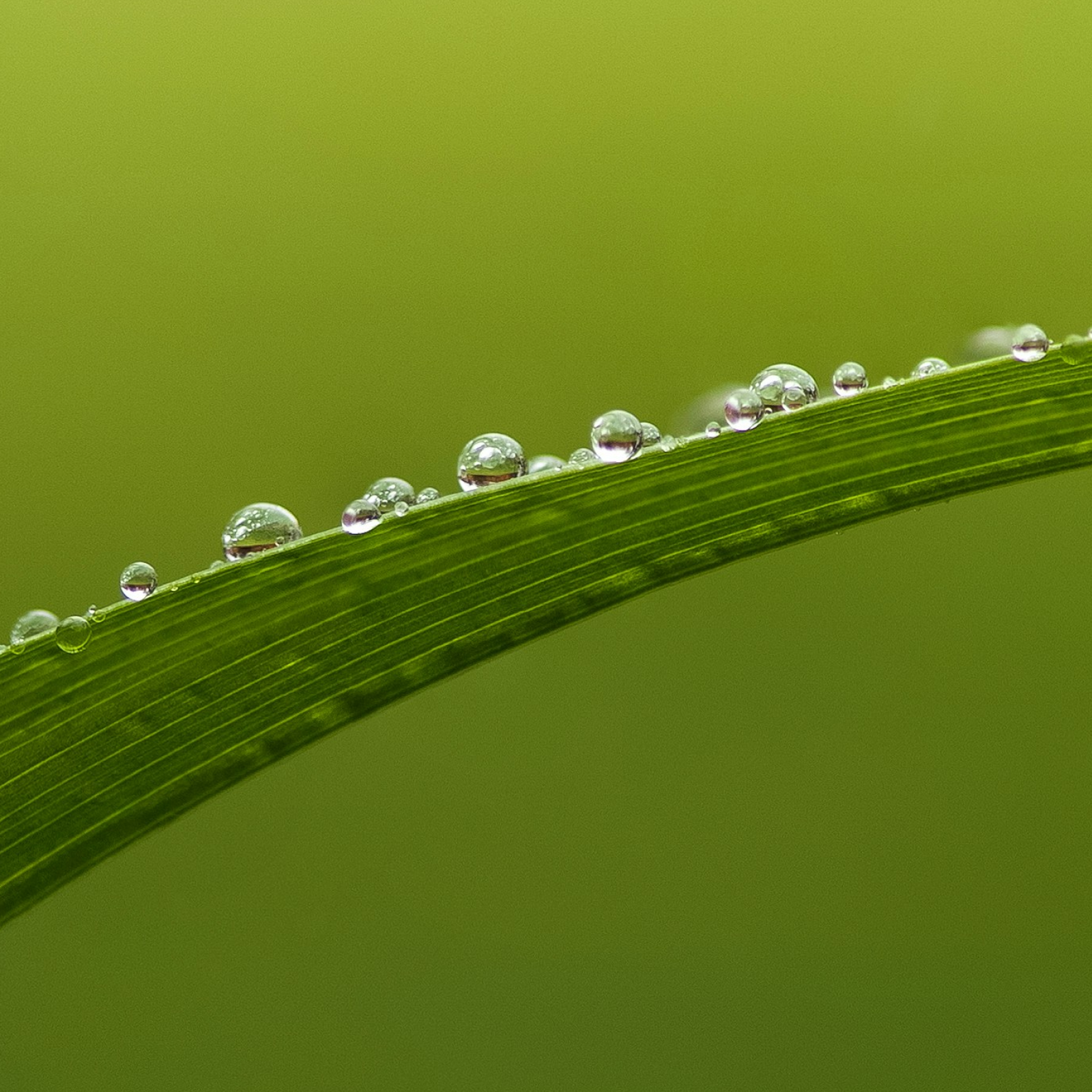 Product Image for Close-up of a grass blade with water droplets on a green background