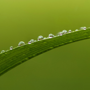 Product Image for Close-up of a grass blade with water droplets on a green background