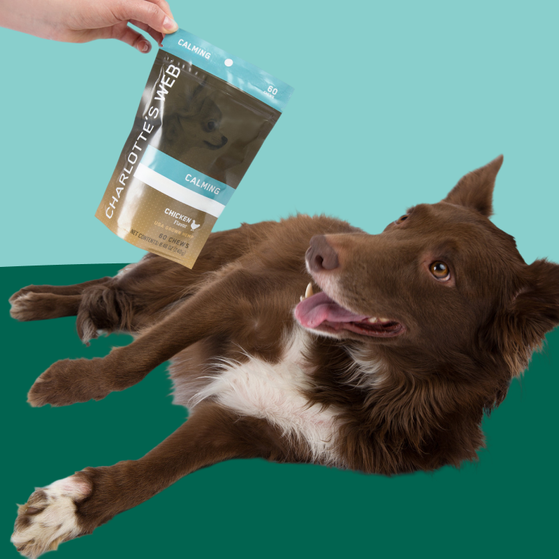 Dog lying on a green background with a package of Charlotte's Web Calming supplement held above it.