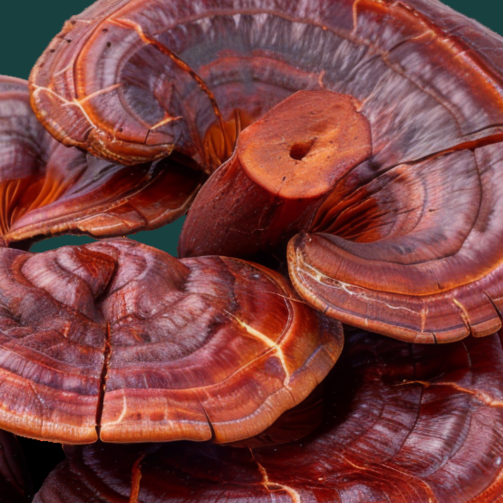 Product Image for Close-up of Ganoderma mushrooms with a dark green background