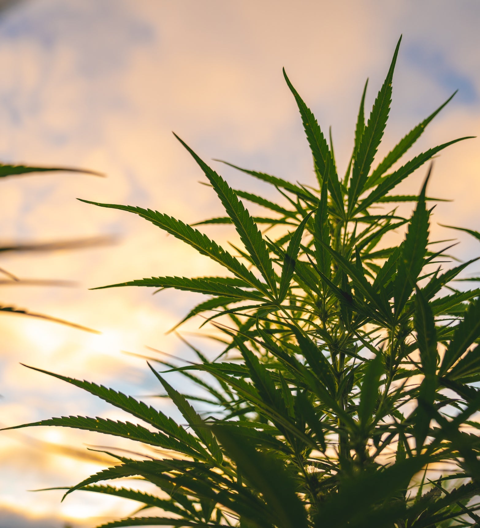 what_is_hemp_mobile.jpg